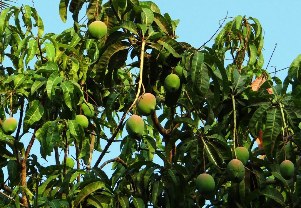 cultivo mango
